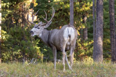 Colorado 'da sonbaharda geyik avı.