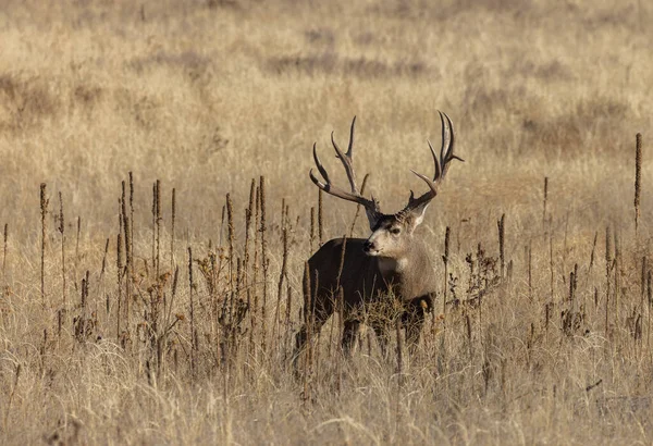 科罗拉多州秋天的骡鹿 — 图库照片