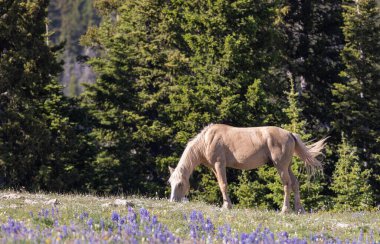 Yazın vahşi bir at Pryor Moutnains Montana 'da