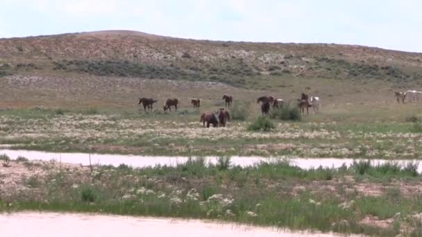Herd Wild Horses Approaching Waterhole Wyoming Desert Summer — Stock Video