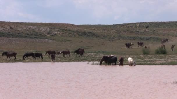 Uma Manada Cavalos Selvagens Aproximando Buraco Água Deserto Wyoming Verão — Vídeo de Stock