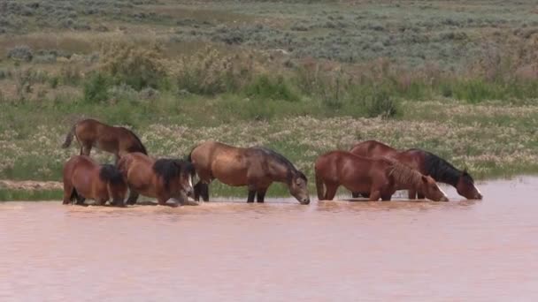 Cavalos Selvagens Buraco Água Deserto Wyoming — Vídeo de Stock