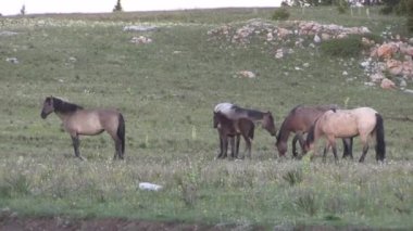 Yazın Pryor Moutnains Montana 'da vahşi atlar