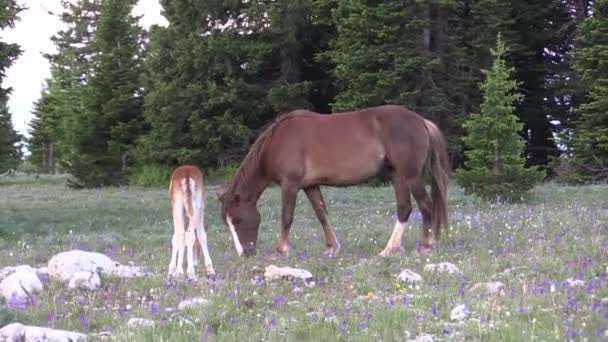 Cavalos Selvagens Pryor Moutnains Montana Verão — Vídeo de Stock
