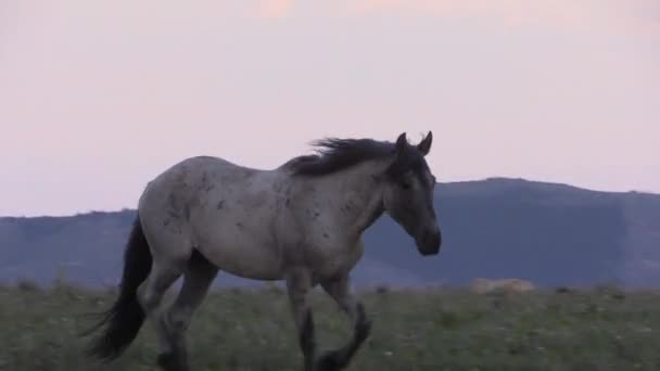 夏天在蒙大拿州普勒尔莫特内的野马 — 图库视频影像