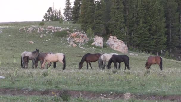 Cavalos Selvagens Pryor Moutnains Montana Verão — Vídeo de Stock