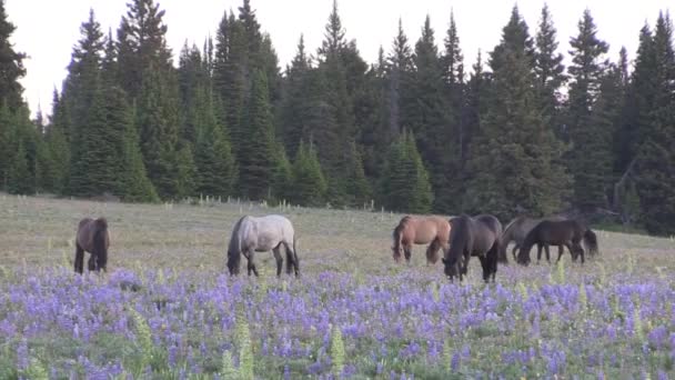 Wild Horses Pryor Moutnains Montana Summer — Stock Video