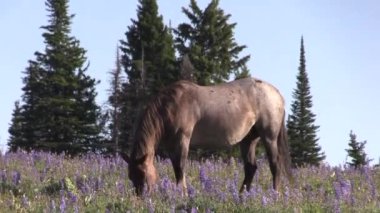 Yazın Montana 'daki Pryor Dağları' nda vahşi bir at