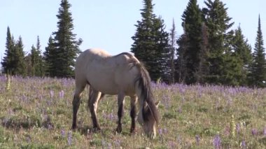 Yazın Montana 'daki Pryor Dağları' nda vahşi bir at