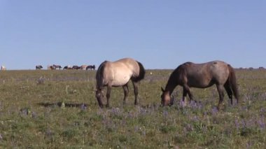 wild horses in summer in the Pryor Mountains Montana
