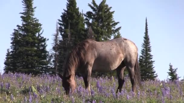 夏天在蒙大拿州普里耶山脉的一匹野马 — 图库视频影像