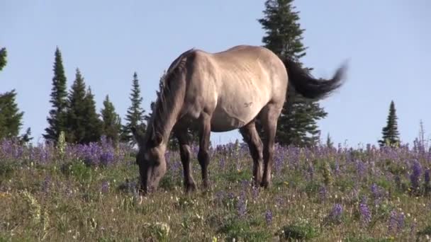 Cavalo Selvagem Verão Nas Montanhas Pryor Montana — Vídeo de Stock