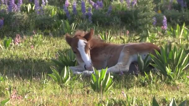 Seekor Kuda Liar Foal Musim Panas Pryor Mountains Montana — Stok Video