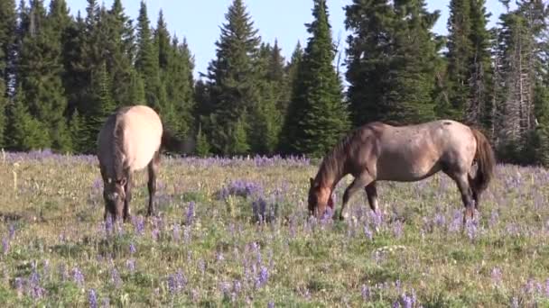 Wild Horses Summer Pryor Mountains Montana — Stockvideo