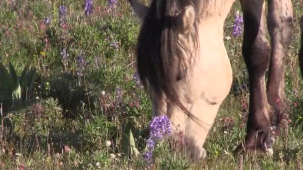 Wild Horse Summer Pryor Mountains Montana — Stock Video
