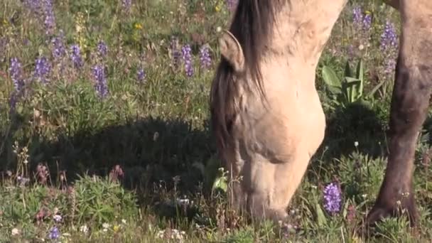 Cavalo Selvagem Verão Nas Montanhas Pryor Montana — Vídeo de Stock