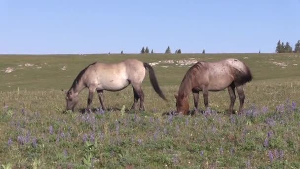 Cavalos Selvagens Nas Montanhas Pryor Monata Verão — Vídeo de Stock