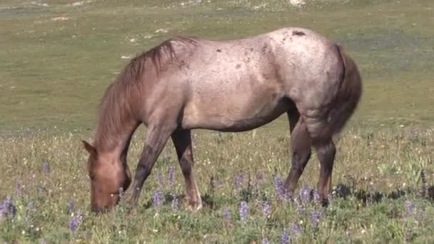 Wild Horse Pryor Mountains Monata Summer — Stock Video