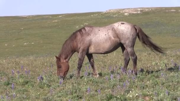 Cavalo Selvagem Nas Montanhas Pryor Monata Verão — Vídeo de Stock