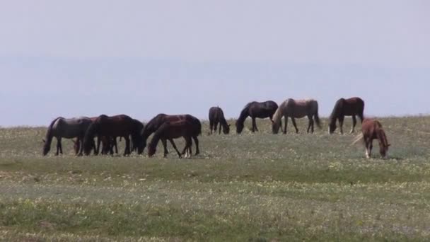 Dzikie Konie Górach Pryor Monata Latem — Wideo stockowe