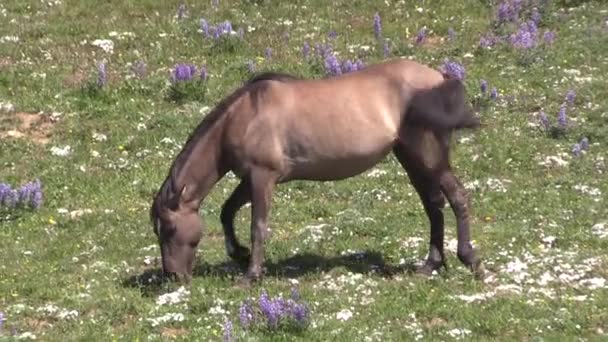Cavalo Selvagem Nas Montanhas Pryor Monata Verão — Vídeo de Stock