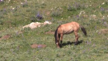 wild horses in summer in the Pryor Mountains Montana