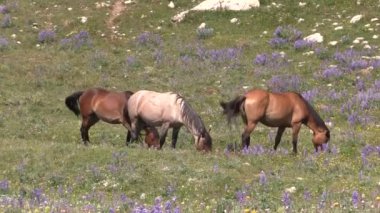 wild horses in summer in the Pryor Mountains Montana