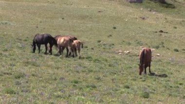 wild horses in summer in the Pryor Mountains Montana