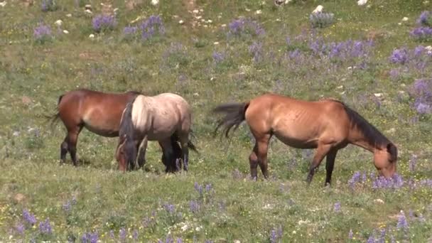 Wild Horses Summer Pryor Mountains Montana — Vídeo de Stock