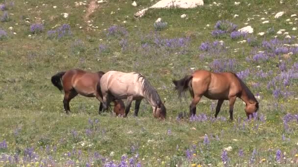 Wild Horses Summer Pryor Mountains Montana — Vídeo de Stock
