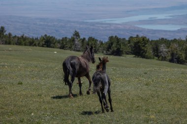 wild horses in summer in the Pryor Mountains Montana