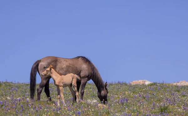Een Wilde Paardenmerrie Veulen Zomer Het Pryor Gebergte Montana — Stockfoto