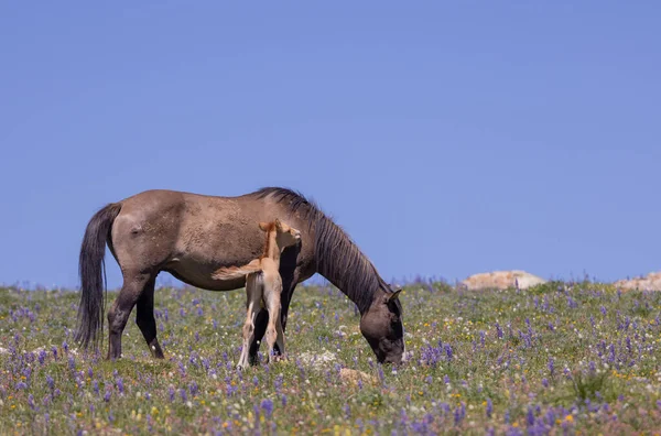 Лошадь Жеребенок Летом Прайорских Горах Монтана — стоковое фото