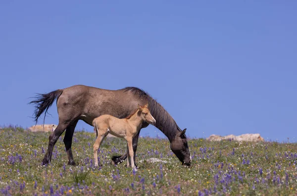 Eine Wildpferdstute Und Ein Fohlen Sommer Pryor Montana — Stockfoto