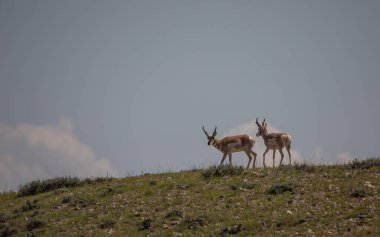 Wyoming çölünde boynuzlu antilop parası