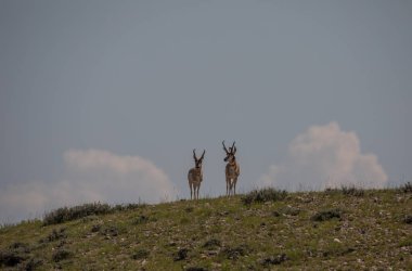 Wyoming çölünde boynuzlu antilop parası