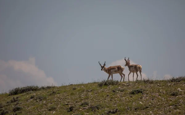 Pronghorn Antelope Bucks Wyoming Desert — Stock Photo, Image