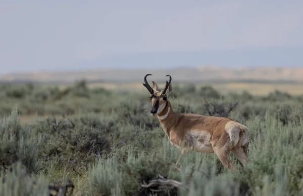 Pronghorn Antilope Buck Nel Deserto Del Wyoming — Foto Stock