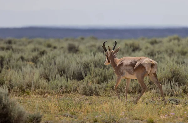 怀俄明州沙漠中的一只角羚羊 — 图库照片