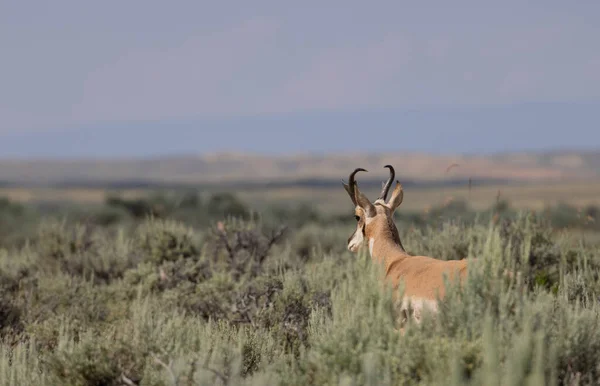 Pronghorn Antilope Buck Nel Deserto Del Wyoming — Foto Stock