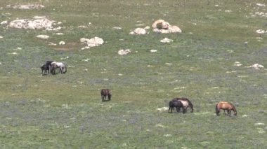 wild horses in summer in the Pryor Mountains Montana