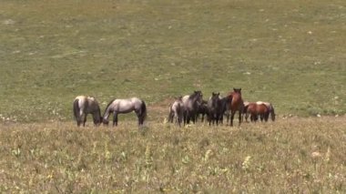 wild horses in summer in the Pryor Mountains Montana