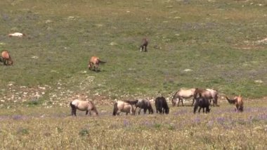 wild horses in summer in the Pryor Mountains Montana