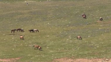 wild horses in summer in the Pryor Mountains Montana