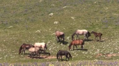 wild horses in summer in the Pryor Mountains Montana