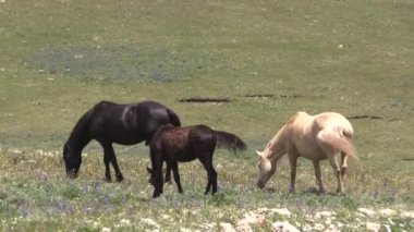 wild horses in summer in the Pryor Mountains Montana