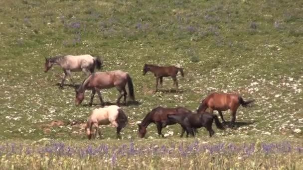 Wild Horses Summer Pryor Mountains Montana — Wideo stockowe