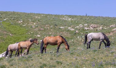 wild horses in summer in the Pryor Mountains Montana