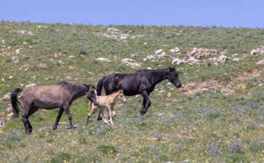 wild horses in summer in the Pryor Mountains Montana