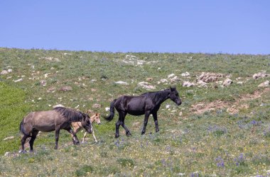 wild horses in summer in the Pryor Mountains Montana